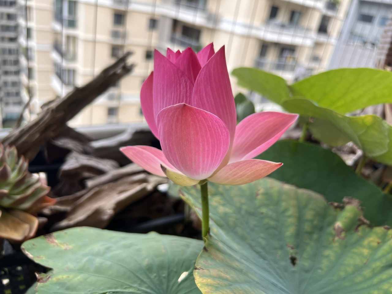 Ăn Chay, Niệm Lành: Hành Trình Nuôi Dưỡng Thân và Tâm Toàn Diện